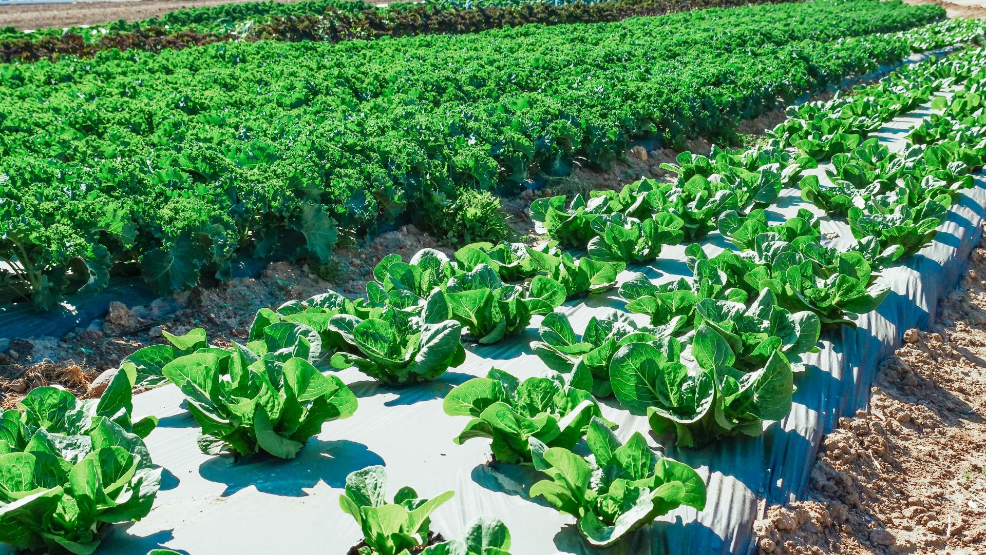 Rows of vibrant green vegetables growing in an outdoor plantation under bright sunlight.